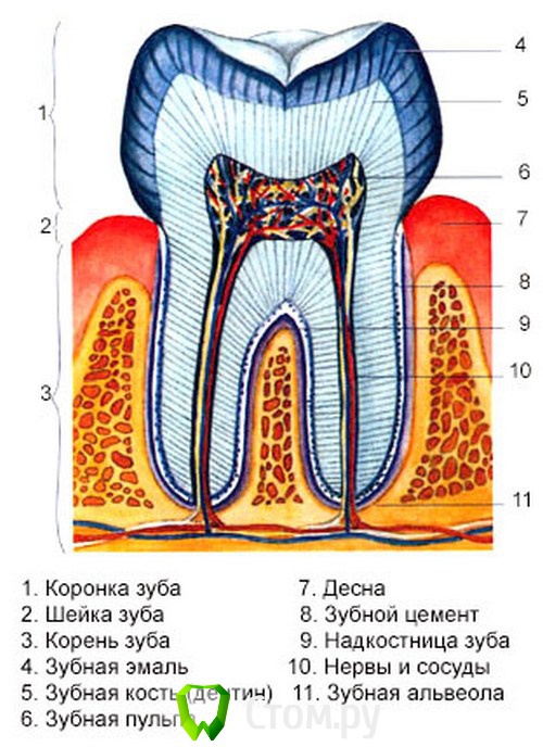 Какой цифрой на рисунке обозначена эмаль зуба человека